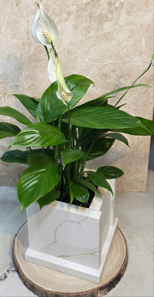 Calacatta Gold Quartz Stone table planter