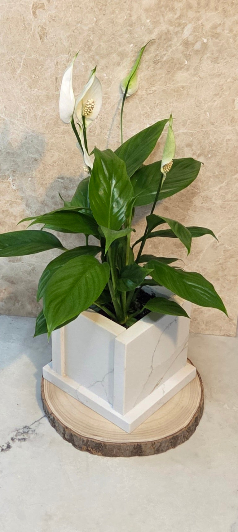 Calacatta Gold Quartz Stone table planter