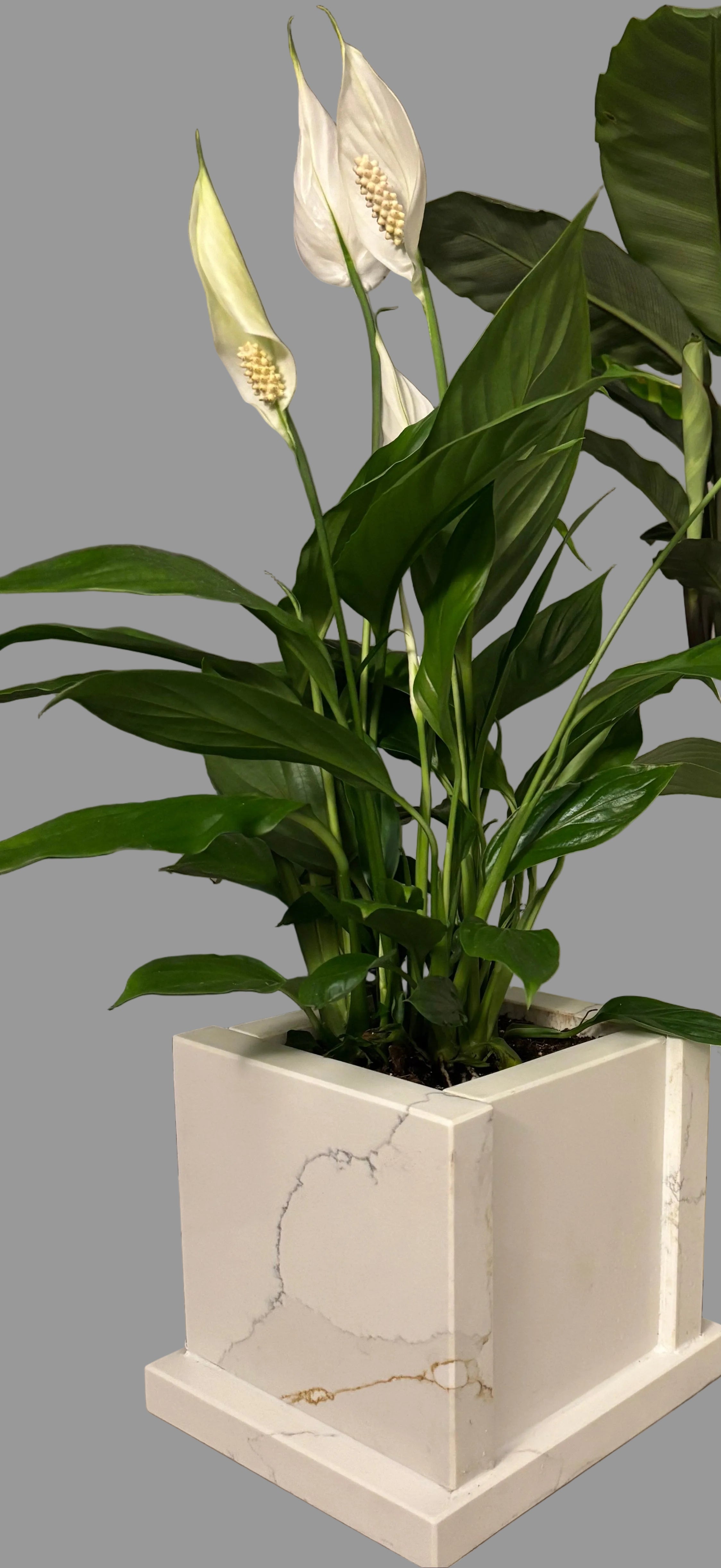 Calacatta Gold Quartz Stone table planter