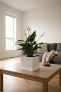 Calacatta Gold Quartz Stone table planter