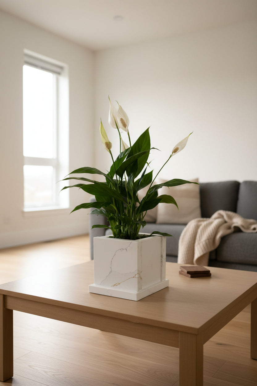 Calacatta Gold Quartz Stone table planter